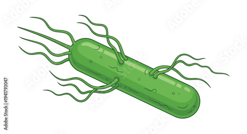 Illustration of a green bacterium with flagella on a white background