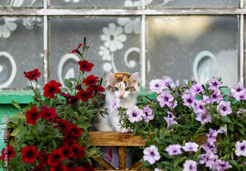 A small, cute, curious calico kitten sits in a pot on the window of a country...