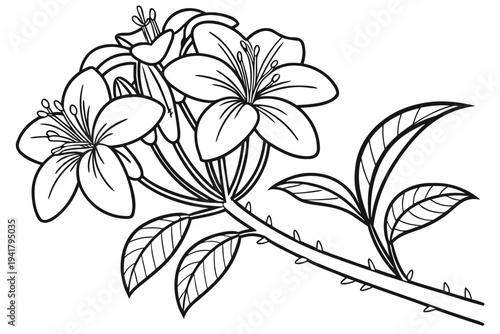 coloring page line art the rafflesia flower black vector