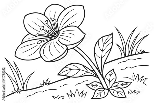 coloring page line art the rafflesia flower black vector
