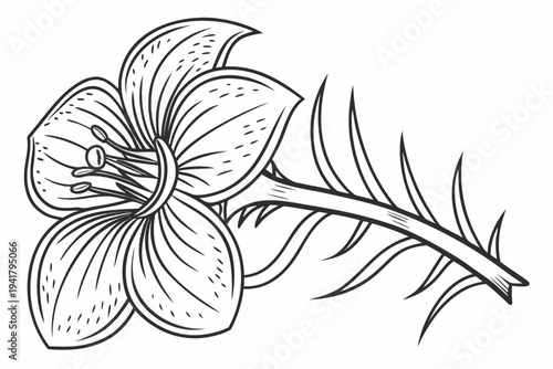 coloring page line art the rafflesia flower black vector