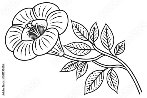coloring page line art the rafflesia flower black vector