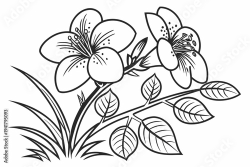 coloring page line art the rafflesia flower black vector