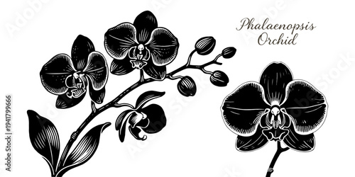 Elegant Phalaenopsis orchid flowers depicted in black ink line art style on a white background, showcasing botanical beauty and detail