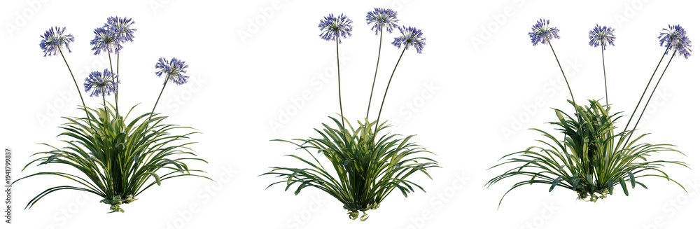 Fototapeta premium Agapanthus Black Pantha tree, elevation, front view, cutout, transparent background, isolate, Vibrant green reeds in a meadow, a tranquil and peaceful natural scene, perfect for backgrounds.