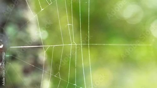 Fine threads of woven patterned spider web against a background of forest green summer foliage
