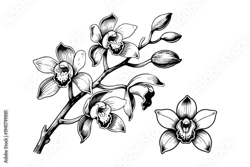 Art & IlluBlack and white hand-drawn Cymbidium orchid flower branch with blossoms and buds on clean white background, showing elegance and botanical beauty