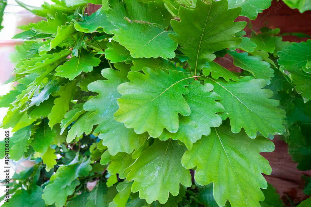 Fototapeta premium 柏の木と葉