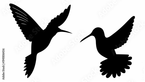 Two black hummingbirds in mid flight with outstretched wings