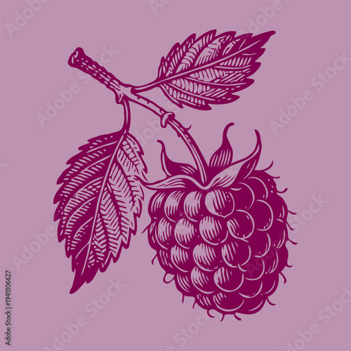 Hand-drawn raspberry fruit with leaves in engraving style, isolated on violet background. Concept of organic food, vintage botanical art