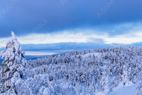 Bild auf Leinwand view of snowbound forest on snowy hill in evening