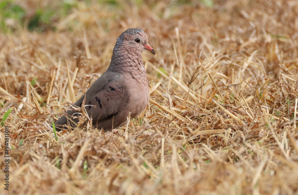 Obraz premium A Common Ground Dove, Columbina passerina, on the grass feeding.