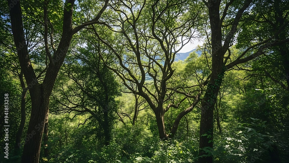 Obraz premium Serene Forest Landscape with Tall Trees.