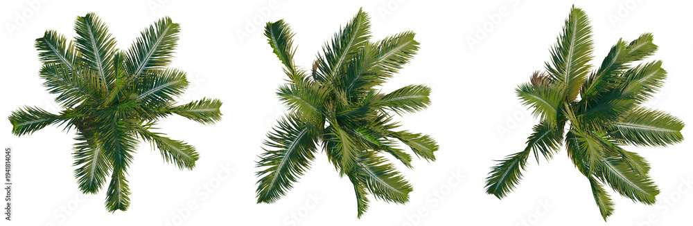 Obraz premium Archontophoenix cunninghamiana tree plan, top view, cutout, transparent background, isolate, Lush Green Palm Fronds Close-Up, Detailed Texture, Tropical Leaves, Vibrant Nature Scene