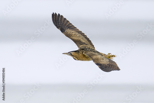 Eurasian bittern (Botaurus stellaris)