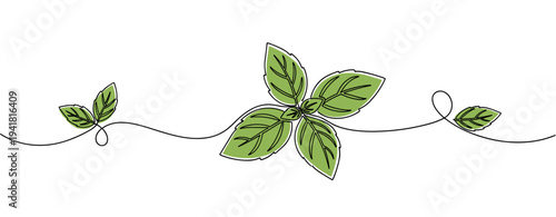 Green basil leaves arranged along decorative continuous line