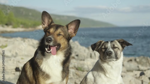 CLOSE UP, PORTRAIT: Two mixed breed dogs sit close together on rocky beach with blue sea behind them. One dog has its tongue out while the other licks itself. Relaxed holiday moment with obedient pets