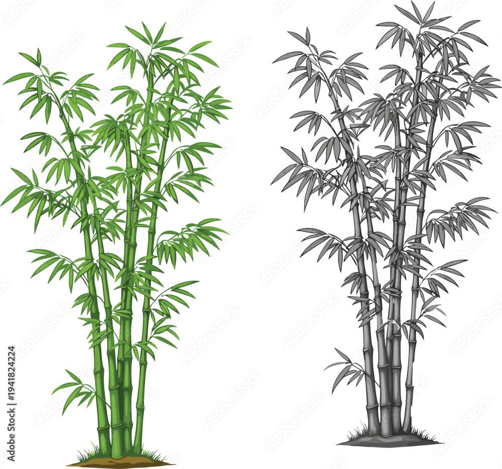 Fototapeta premium Stylized bamboo plant illustration, green and grayscale vector design comparison with stalks and leaves, nature, ecology, environment, culture, art, decor