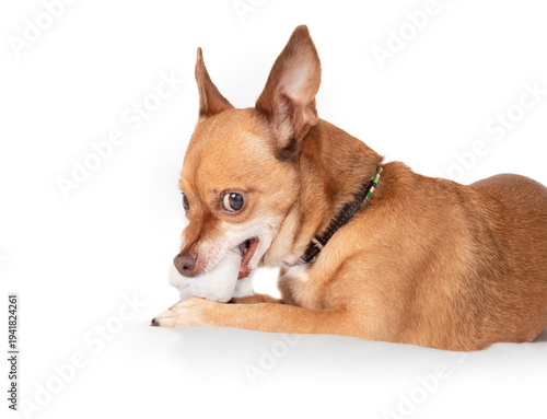 Small dog growling with toy mouse in mouth, giving side eye. Cute Chihuahua playing with toy. Resource guarding and small dog syndrome. Female short hair Chihuahua. Selective focus.