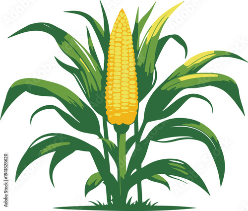 Corn plant vector illustration, fresh maize with green leaves, simple farming crop icon, clean flat vector style