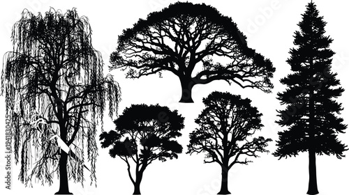 Set of deciduous and evergreen tree silhouettes isolated on white background featuring willow, oak, and pine shapes