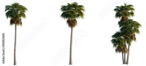 Washingtonia robusta tree, elevation, front view, cutout, transparent background, isolate, Elegant Golden Palm Tree Branch with Lush Green Fronds, Tropical Leaves, Nature