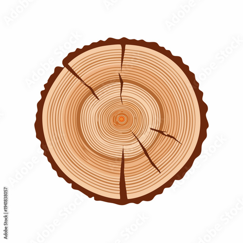 Tree Stump Cross Section Rings Visible.