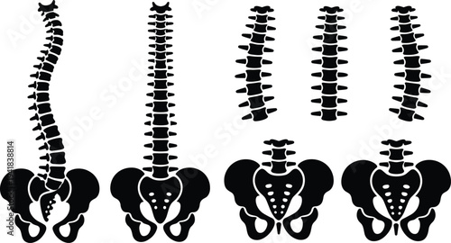 Human spine and pelvis anatomy silhouettes set, vertebral column medical illustration, lumbar thoracic cervical spine views, orthopedic skeletal vector for healthcare education