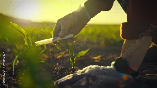 Rural agricultural farmer meticulously adds fertilizer from small test tube to the fertile soil of expansive corn field, promoting healthy crop growth with precise agricultural chemicals application