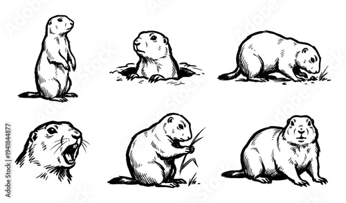 Set of six hand-drawn groundhog illustrations showing the wild rodent in various natural poses like standing, eating, and peeking from a burrow in a black and white sketch style
