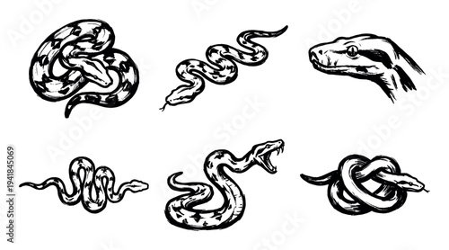 Collection of six snake illustrations hand-drawn with black ink in a bold brush stroke style, featuring different dynamic poses like coiled, slithering, and attacking