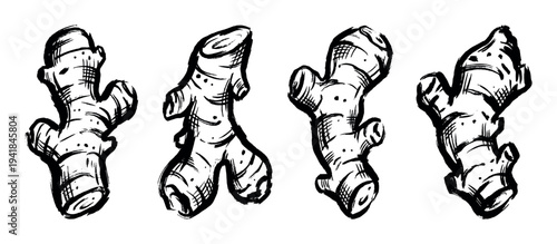 Four hand-drawn ginger root illustrations in a bold black ink brush style, showcasing the organic rhizome shape for culinary or health concepts in a graphic sketch design