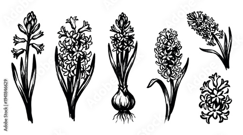 Black and white hyacinth flower illustrations set hand-drawn in a graphic ink brush style, showing various stages of growth from bulb with roots to a full blooming flower