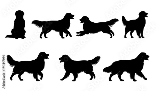 Golden Retriever Dog Silhouette Vector Set with Different Poses Isolated on White