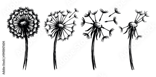 Four black ink sketch dandelion flowers showing the process of seeds blowing away in the wind, a hand-drawn botanical illustration depicting change, freedom, and fragility