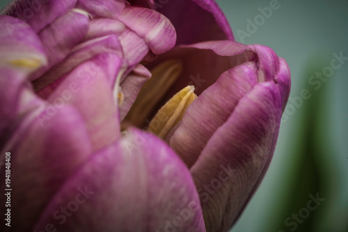 Pink tulips with green leaves and yellow pistil