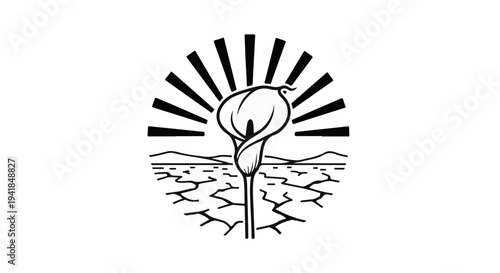 Single calla lily blooms in cracked earth under radiating sun