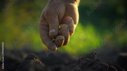 Farmer's hand carefully places corn seeds into the rich earth of plowed field, demonstrating eco-friendly farming practices and the timeless technique of manually planting crops for bountiful harvest