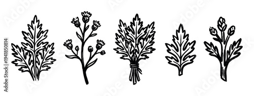 Set of hand-drawn black ink illustrations of a medicinal herb, featuring leaves, a flowering stem, and a tied bunch in a rustic, sketchy, botanical art style