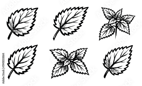 Set of six hand-drawn mint or nettle leaves with serrated edges, illustrated in a black ink brush stroke style showing single leaves and sprigs in a graphic collection