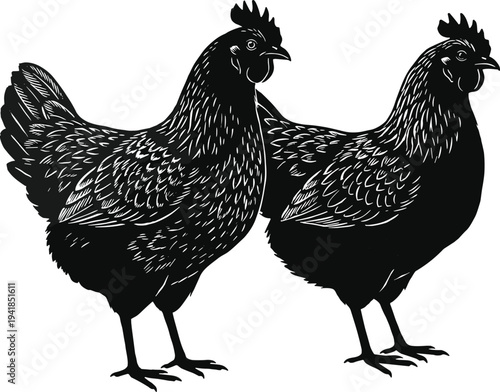 Two Detailed Black Hen Silhouettes Standing Side by Side Isolated on White Background Vector Illustration for Poultry Farming Concept