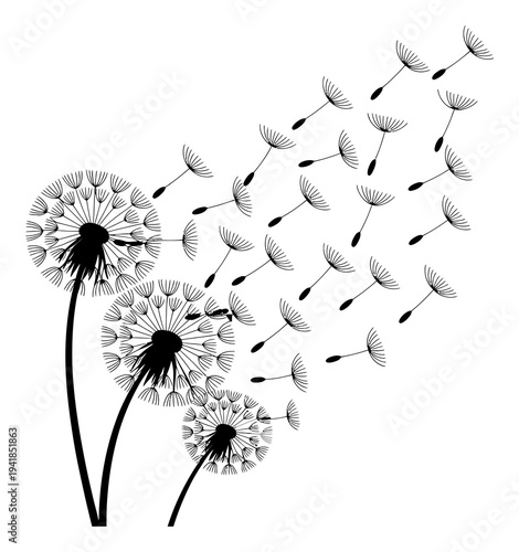 Black and white of dandelions with seeds blowing in the wind