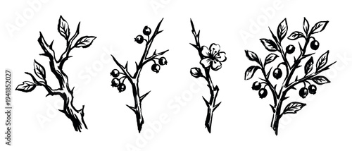 Four hand-drawn botanical branches illustrate various plant stages, featuring leaves, berries, and a delicate flower in a rustic, artistic ink style