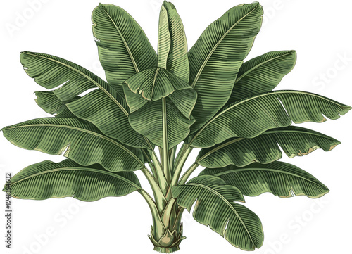 Banana plant vector illustration, tropical banana leaves botanical clipart, isolated green musa plant, exotic foliage, botanical engraving style for nature design element