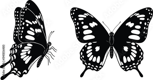 Black and white illustration of two butterflies with detailed wing patterns