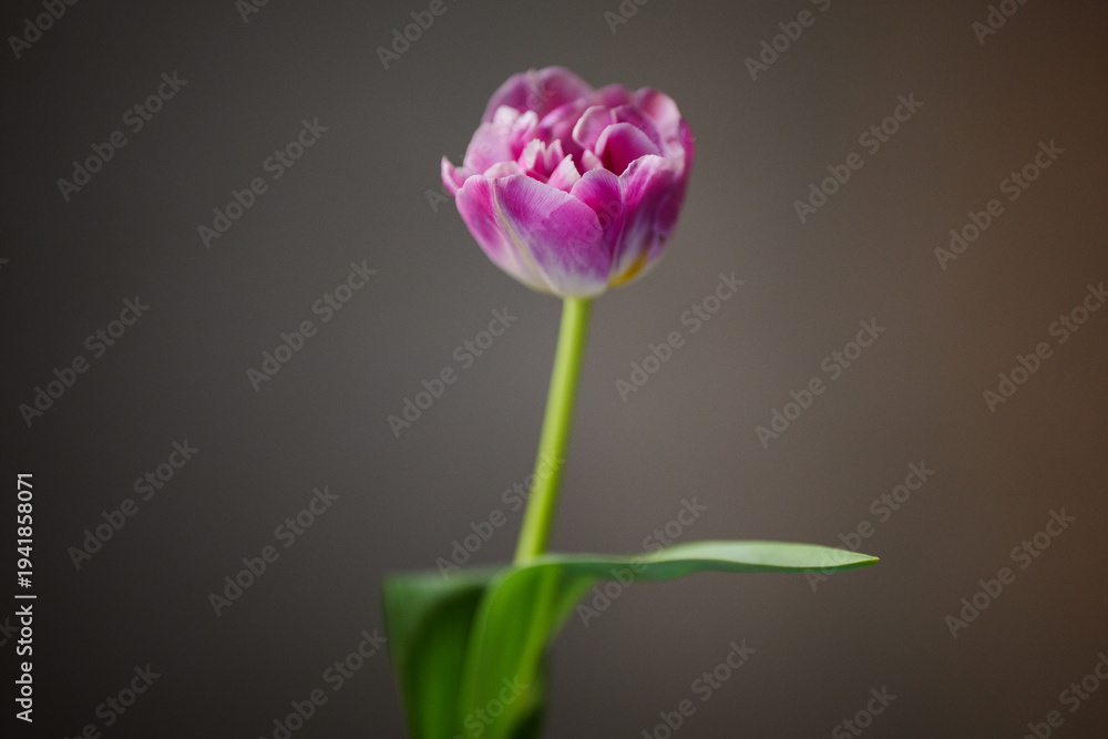 Fototapeta premium Elegant purple and white double tulip with a green stem and single leaf against a dark studio background