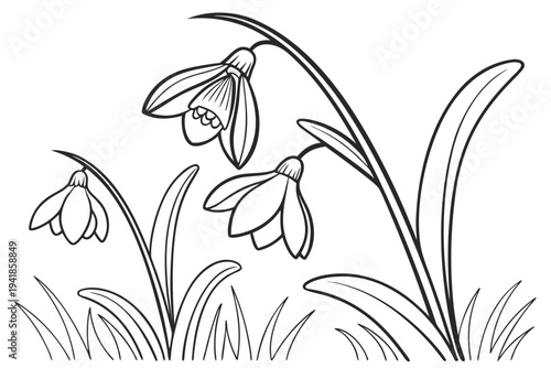 coloring page line art the snowdrop flower black vector