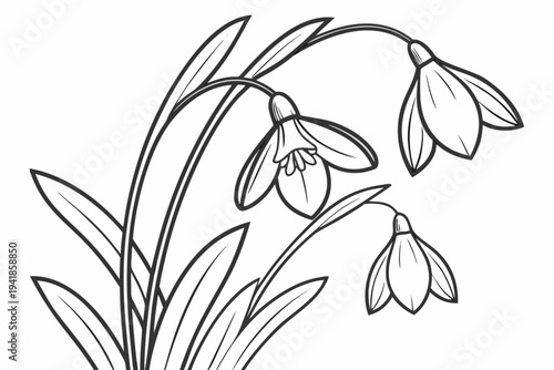 coloring page line art the snowdrop flower black vector