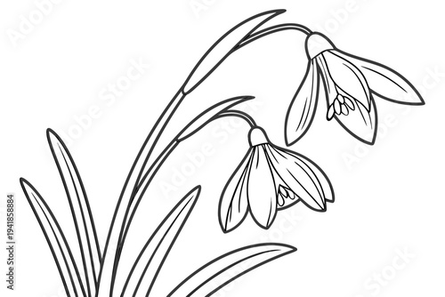 coloring page line art the snowdrop flower black vector