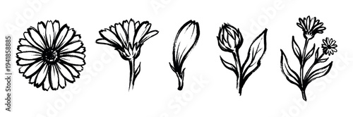 Hand-drawn black ink calendula flower collection showing different stages of growth, including a full bloom, side view, single petal, closed bud, and a leafy stem illustration